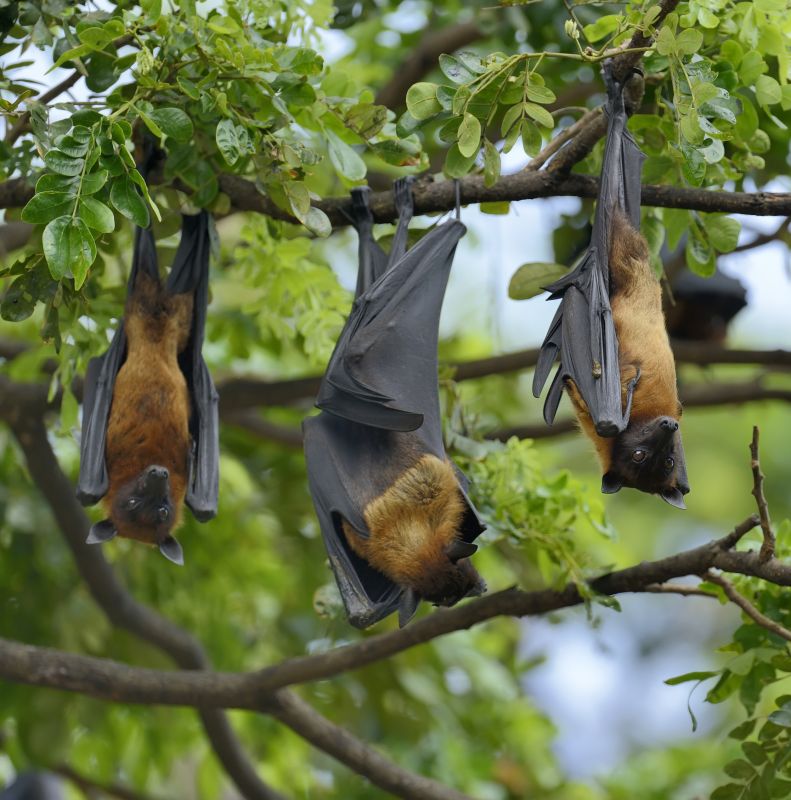 Bat Infestation Service