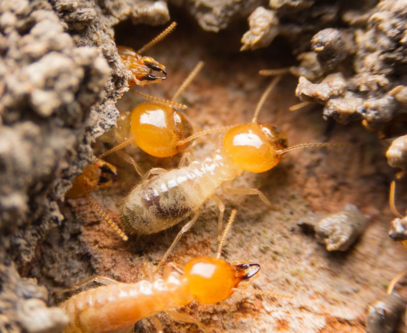 Termite Colony