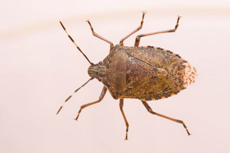 Signs You Have A Stinkbug Infestation Indoors