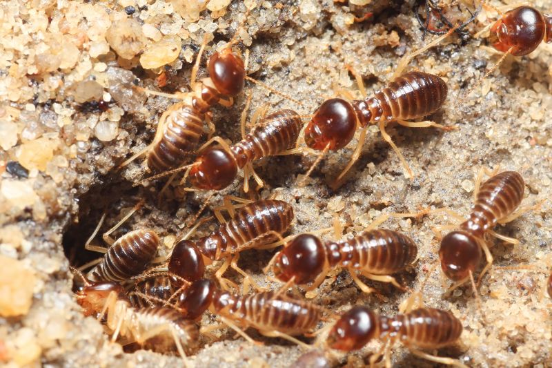 Termite Inspection Service