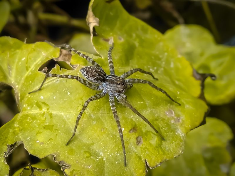 Wolf Spider Removal